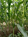 MaizeÃÂ & x28;/meÃÂªz/ÃÂ MAYZ;ÃÂ Zea Mays; Young Stalks Royalty Free Stock Photo